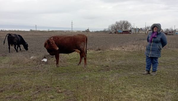 Місцеві випасають худобу на свій страх та ризик. Джерело фото: «Вгору»