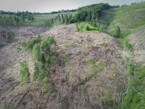 Вирубка на території Мокрянського лісомисливського господарства у Закарпатській області, червень 2018 року (фото WWF)